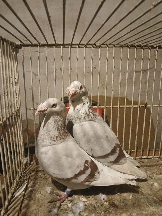 Gołębie staropolskie