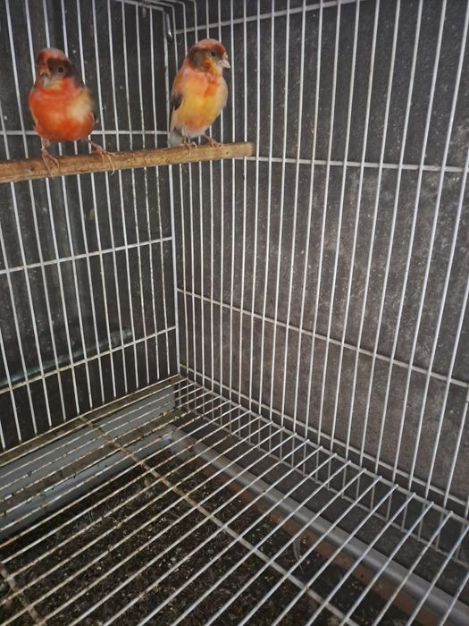 Várias aves disponíveis