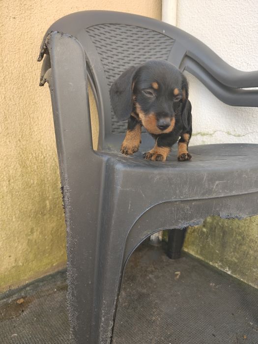 Teckel pêlo  cerdoso macho puro