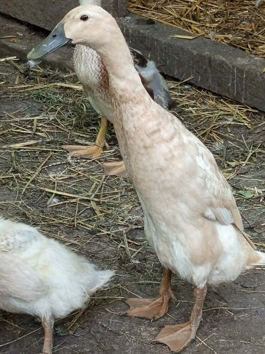 Sprzedam kaczki biegus.