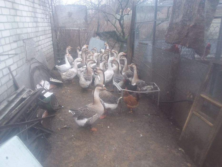 Продам домашние гусиное мясо