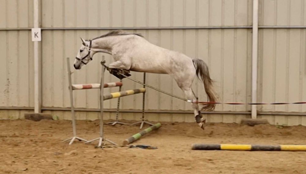 Klacz do skoków /po Up To Date/ Rascin