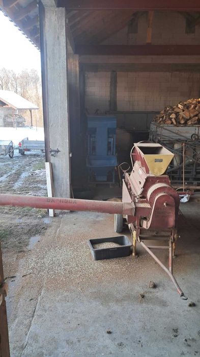 Nostrzyk biały i żółty zbiór 2025