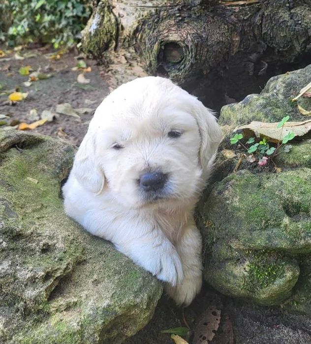 Vende-se cachorro Golden Retriever com LOP e Afixo