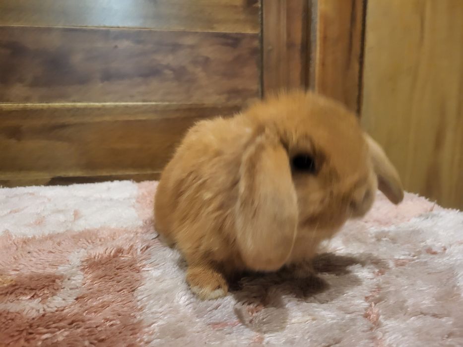 Baranki miniaturki