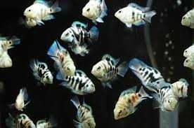 GB Pielęgnica Papuzia Blue Tiger - Hodowla własna