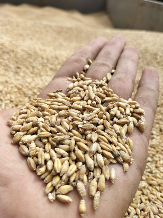 Pszenżyto żniwa 2025!