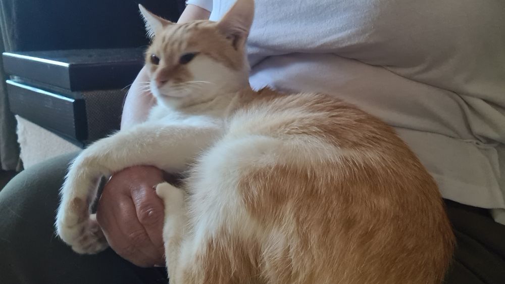 Молодий котик шукає турботливу родину