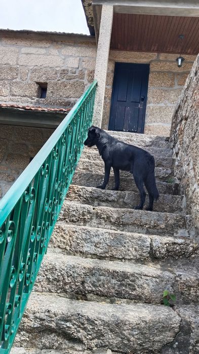 Cão para adoção