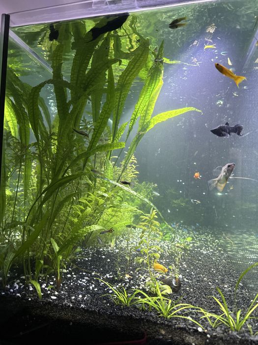 akwarium 240l z życiem