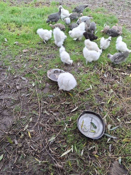 Koguty i kurki silki