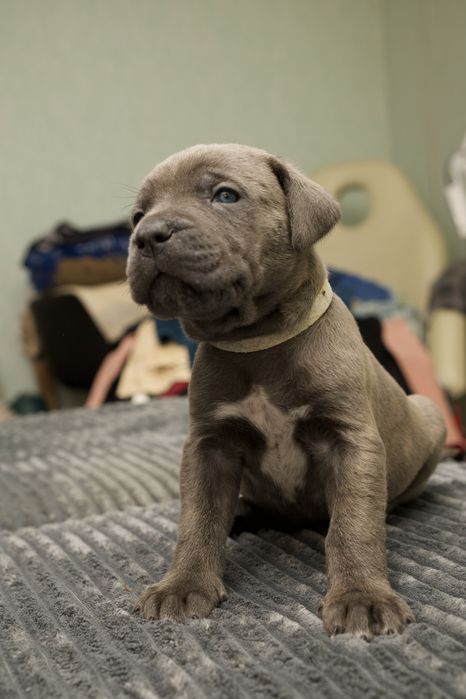 Цуценята Кане Корсо