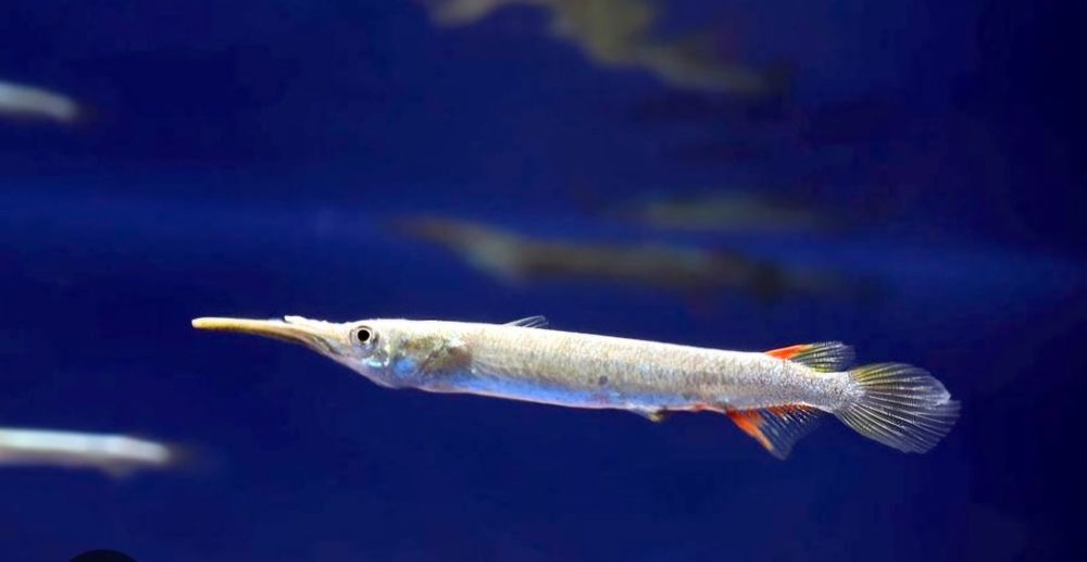 Półdziobek karłowaty 3-4 cm