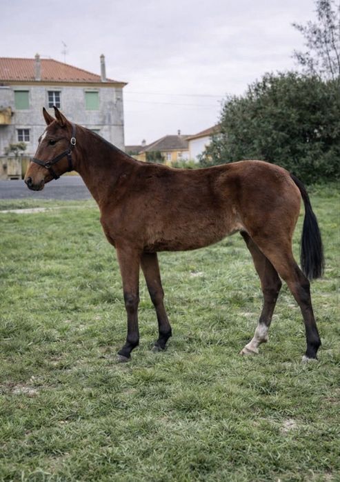 Poldra PSL com livro azul