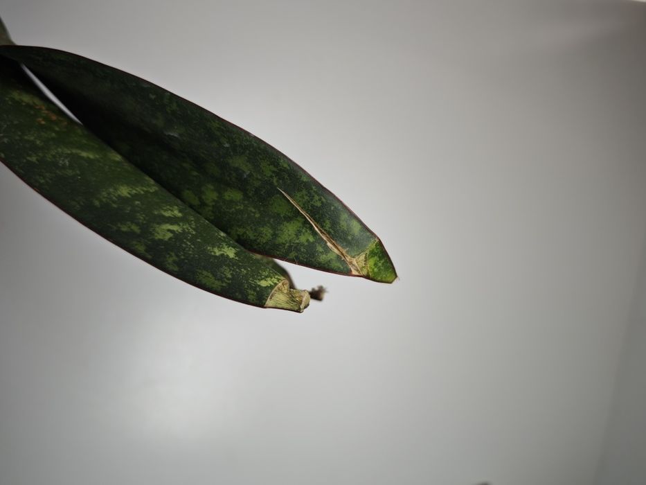 REZERWACJA Sansevieria Ngare Nanyuki