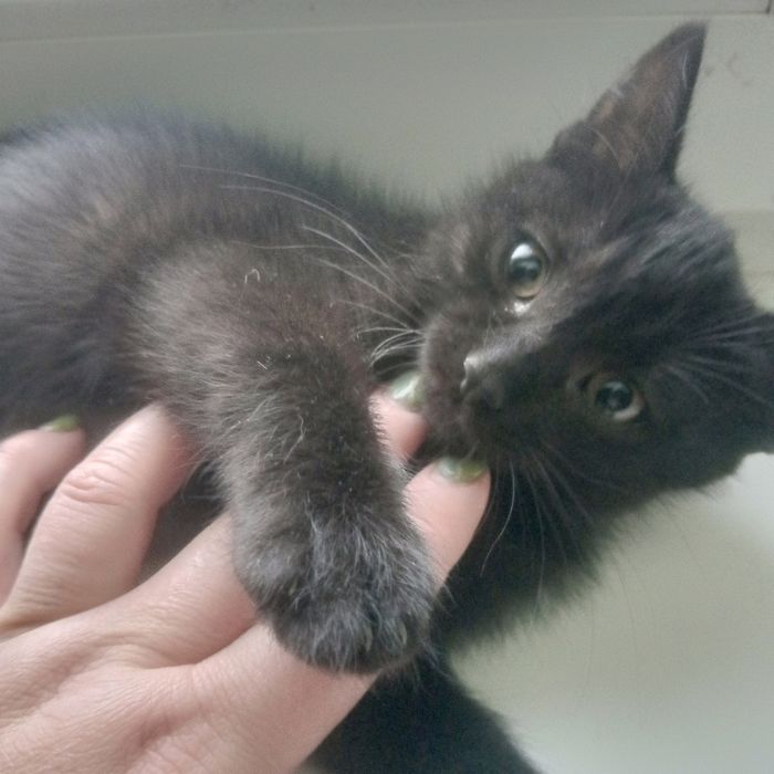 Кошенята шукають родину.