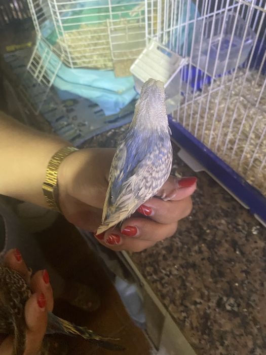 Vendo casal de piriquito