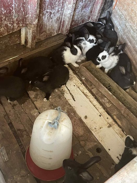 Tenho coelhos para vender