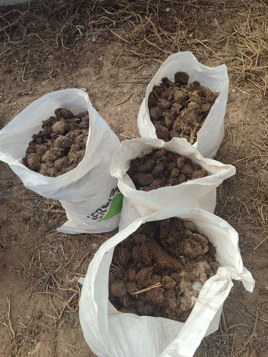 Vendo estrume de cavalo