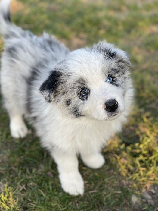 Winter piesek blue merle Zkwp