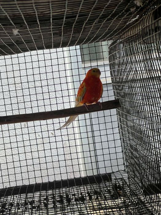 Red rumped Macho 2023