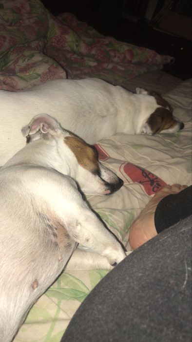 Джек Рассел безкоштовно