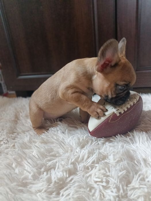 Buldog francuski piesek