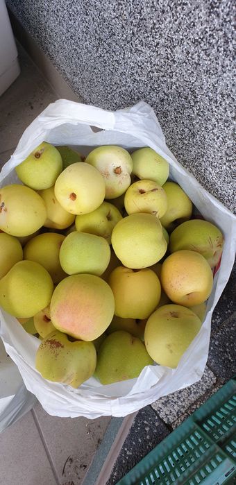 Pigwowiec 5 letni_ owocujący_ sadzonka