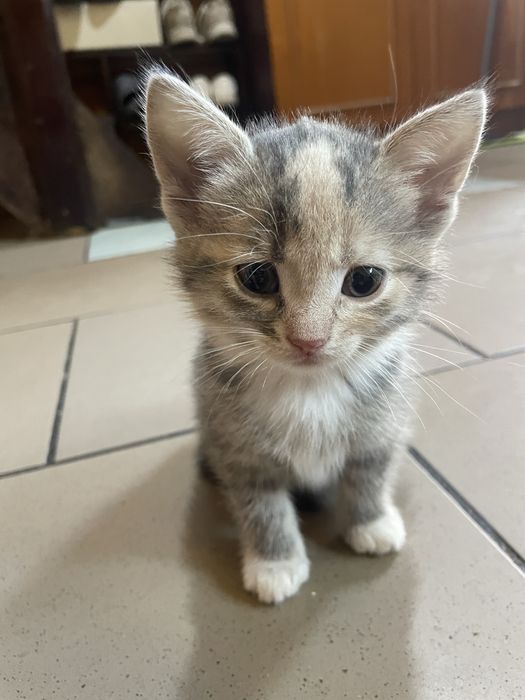 Кошенята шукають родину