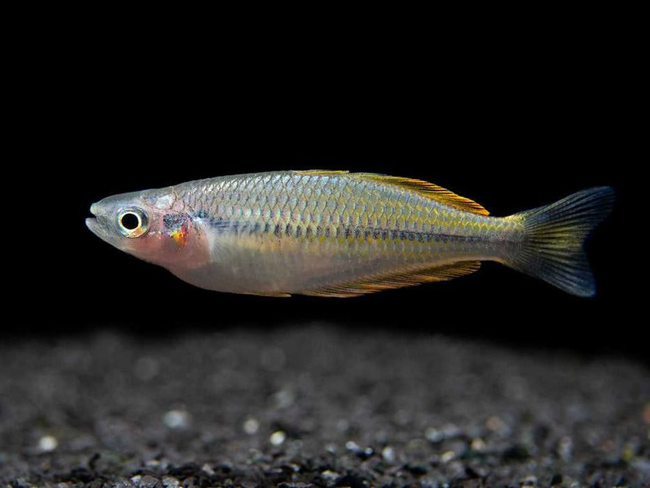 Tęczanka - Melanotaenia ajamaruensis - dowóz, wysyłka