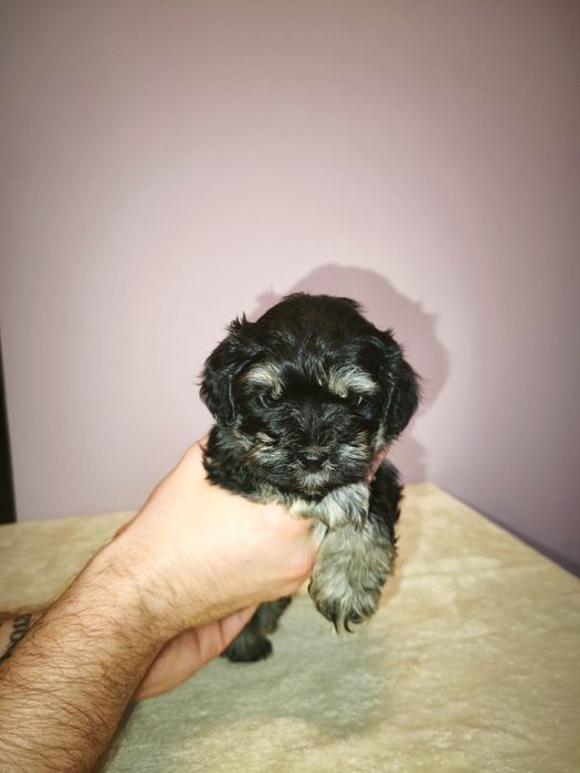 Pudel Toy + Hawańczyk (Havapoo)