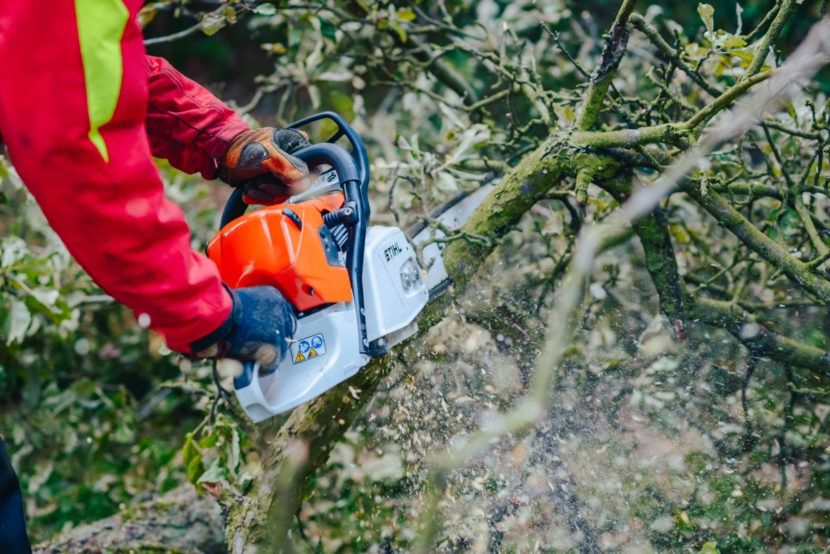 Wycinka drzew,drwal ,arborysta