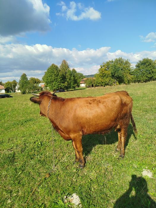 Продам корову пануся