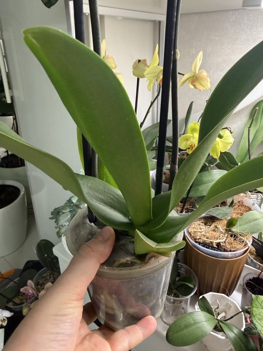 Орхидея Биг Лип растение