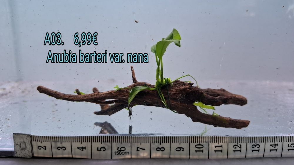 Anubia / bolbitis heudelotii em tronco e em rocha vulcânica.  (Aquário Plantas)