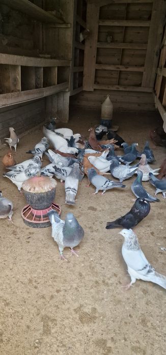 Gołębie stawaki polskie garlacze górnośląskie rysie texanery texaner