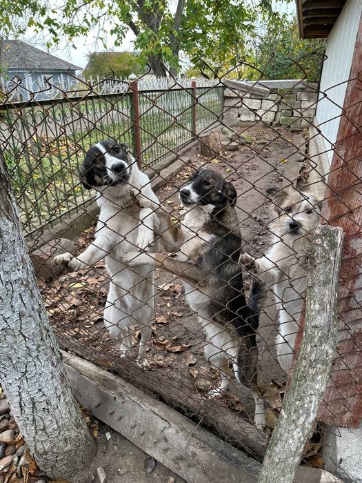 Віддам песиків в добрі руки