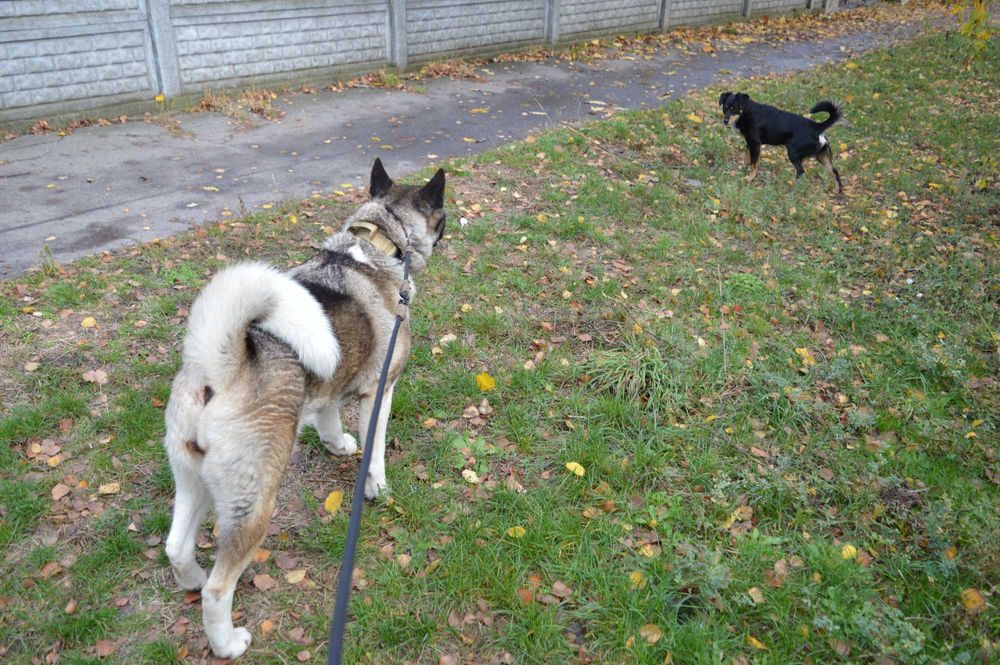 Новинка! Повідок контролер Dogspotter Gen.II Роздільна система 10мм