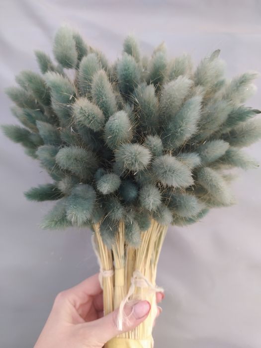 Лагурус продам, сухоцвіти