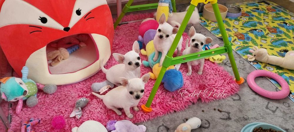 Chihuahua ZKwP FCI Szczeniak Piesek