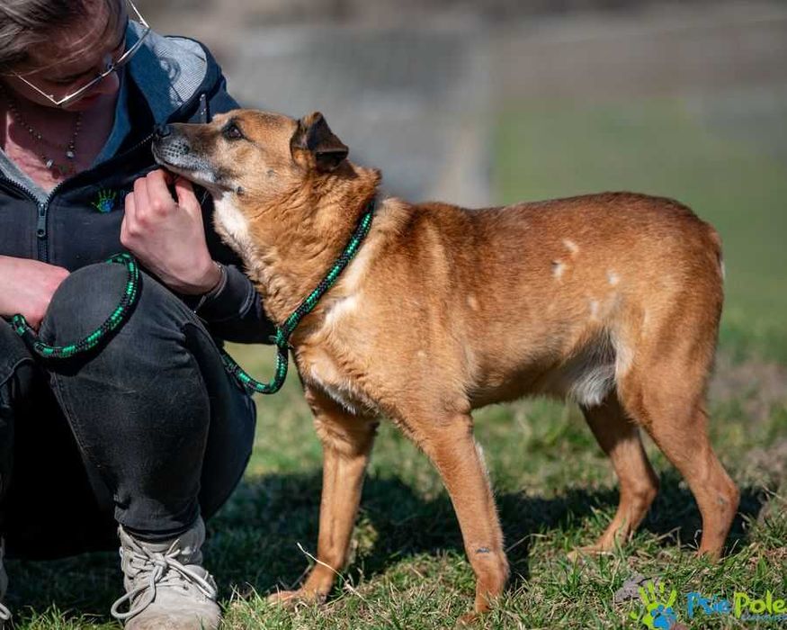 Spokojny, sympatyczny psiak PYPEĆ ogląda się za domkiem!