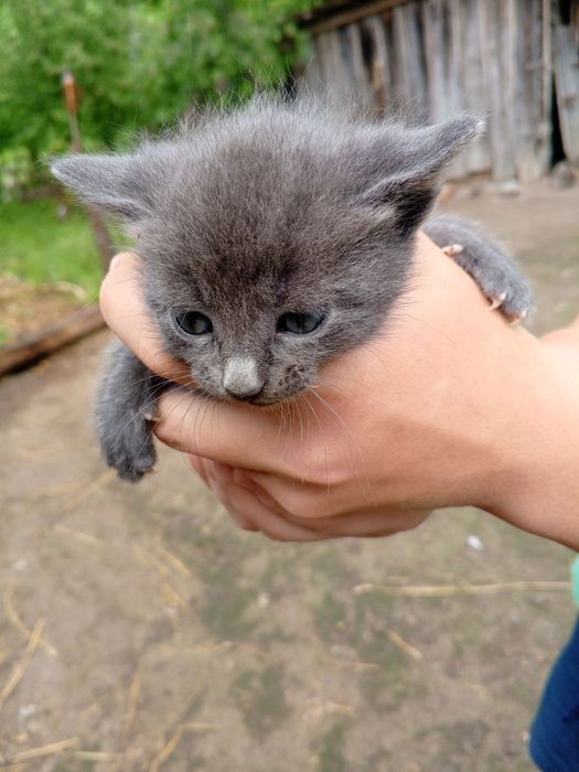 Віддам кошенят у добрі руки