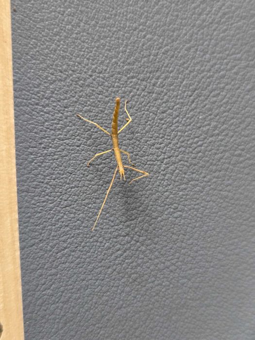 Sprzedam małe patyczaki rogate