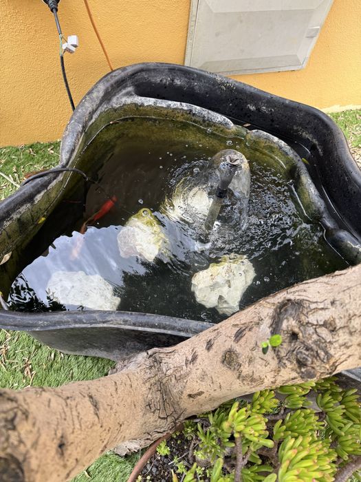 Lago para enterrar com oferta de 2 Carpas e comida