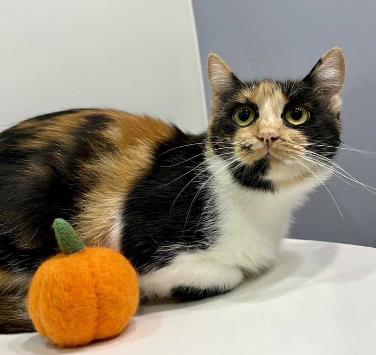 Киця 7 міс Катруся