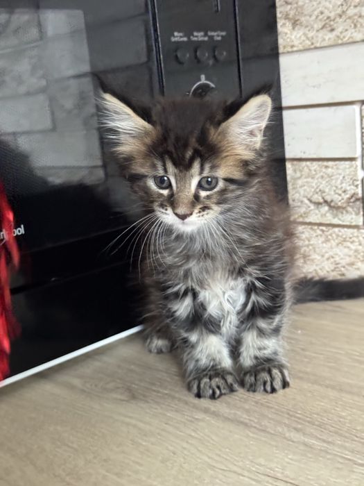 Продам( Торг ) котенка мейн-кун( девочка, черепаха) гентесты