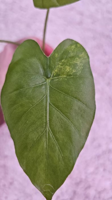 Алоказия Гагеана ауреа Голден бон, Кукулата  Голден