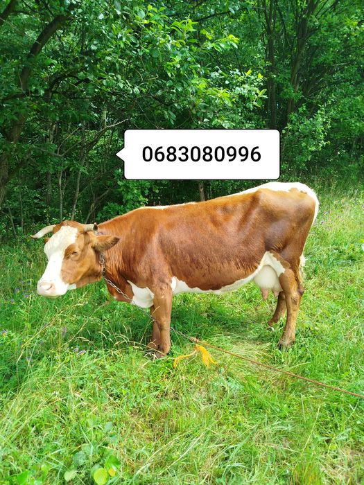 Продам добру корову