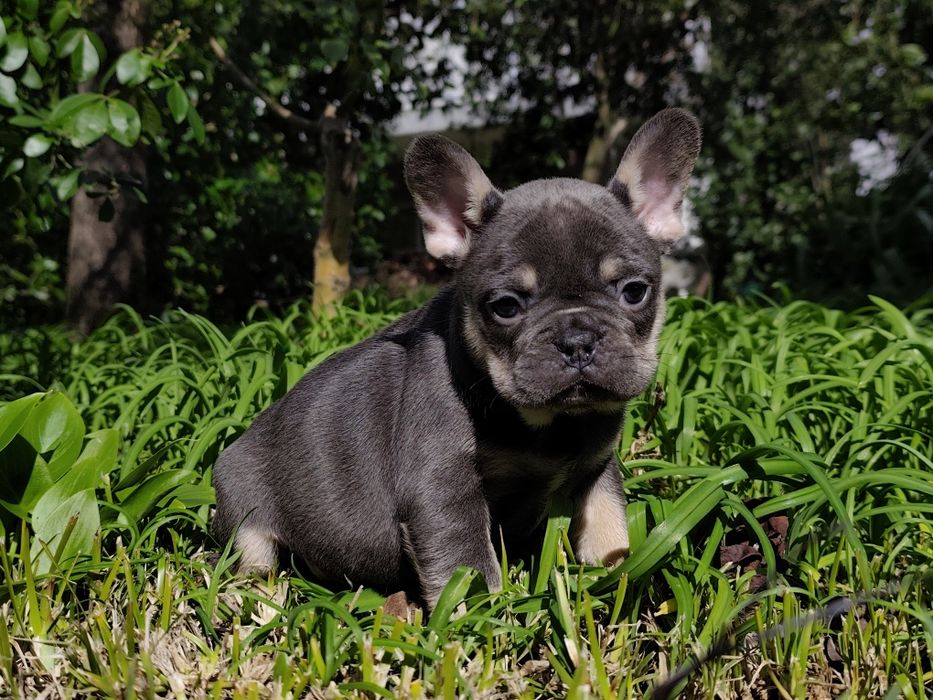 bulldog francês femea