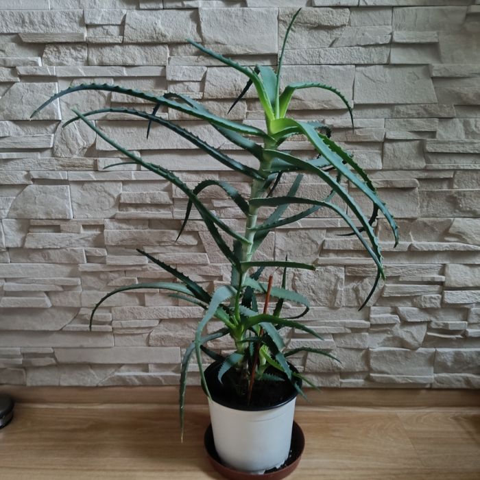 Aloes drzewiasty duży